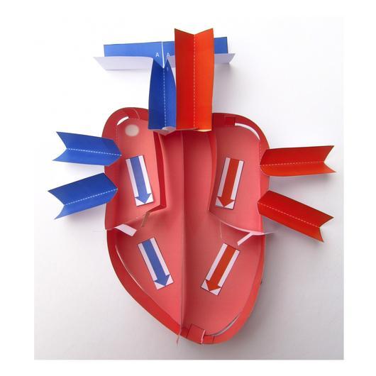 Human Heart – funscience ssa