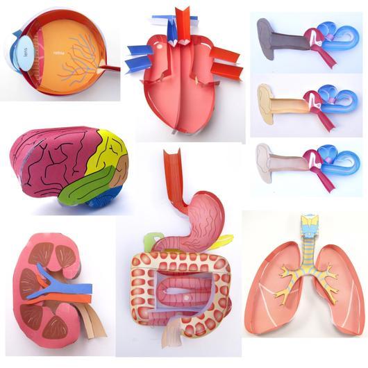 Anatomy Bundle