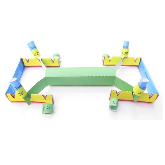 Muscle Contraction