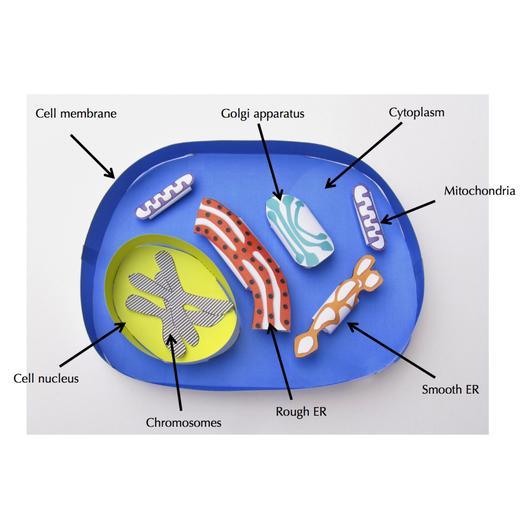 Simple Animal Cell
