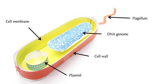3-Dimethylaminophenol cell membrane | Shaanxi BLOOM Tech Co., Ltd 3-Dimethylaminophenol cell membrane | Shaanxi BLOOM Tech Co., Ltd