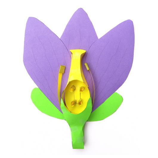 Flower Structure