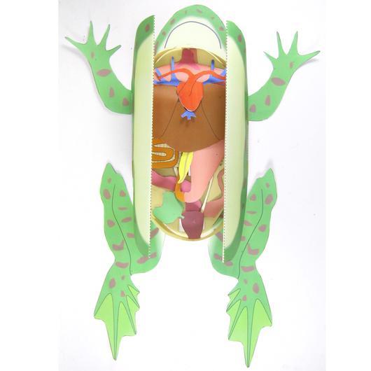 Frog Dissection